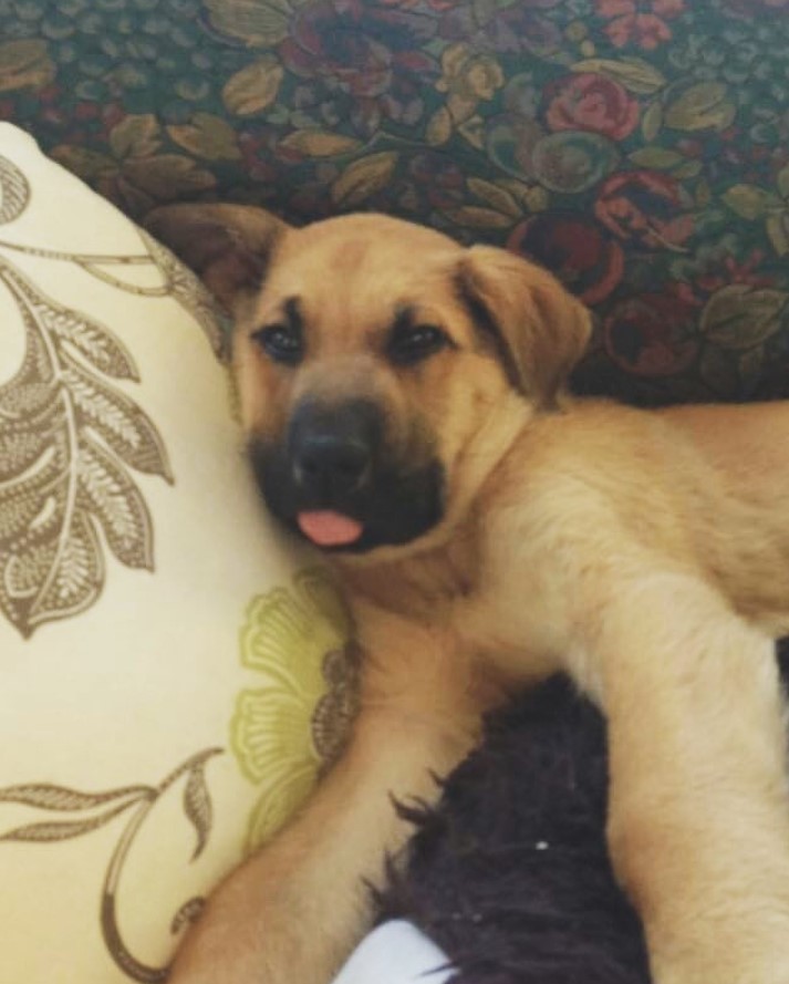 A Great Dane German Shepherd mix puppy lying on the couch showing its small tongue out