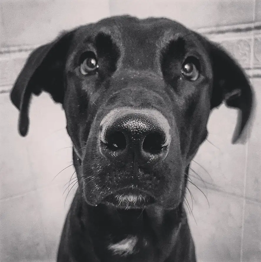 A black and gray photo of a Great Dane German Shepherd mix sitting inside the bathroom