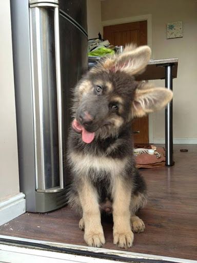 German Shepherd puppy sitting on the floor tilting its head with its tongue out