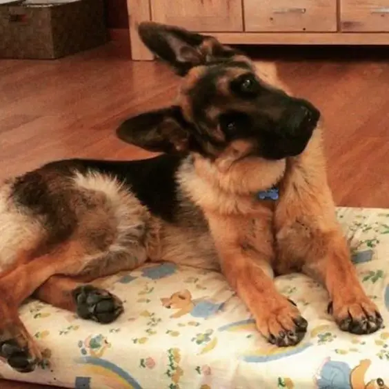 A German Shepherd lying on its bed while tilting its head