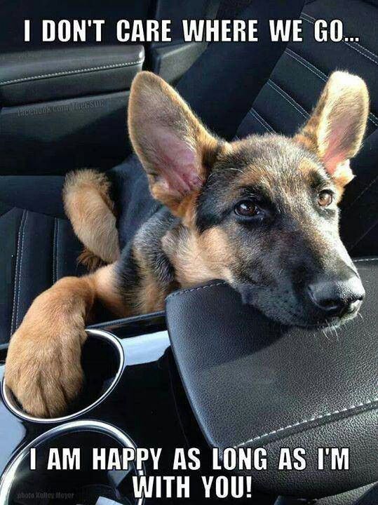 A German Shepherd lying in the passenger seat while facing the driver's seat photo and with text - i don't care where we go... I am happy as long as I'm with you.