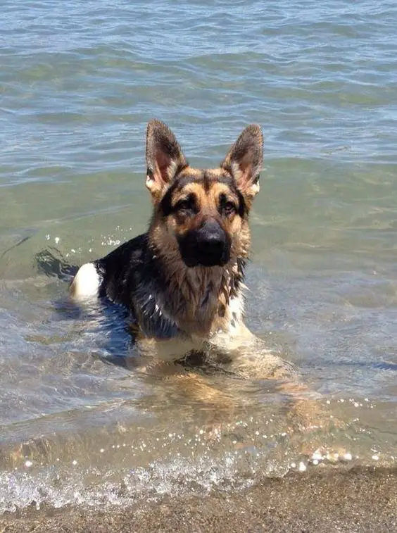 A German Shepherd lying in the water at the beach under the sun