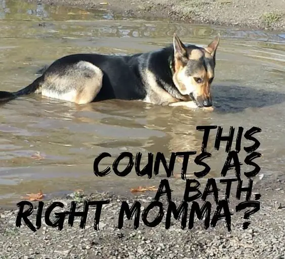 A German Shepherd lying in the water at the beach photo with text - This count as a bath. Right momma?