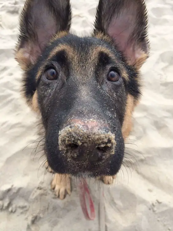 A German Shepherd sitting in the sand while looking up with its begging eyes