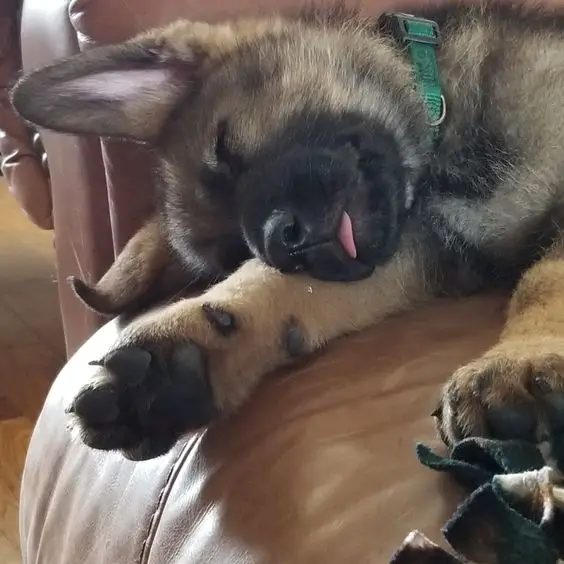 German Shepherd puppy sticking its small tongue out sleeping on the couch