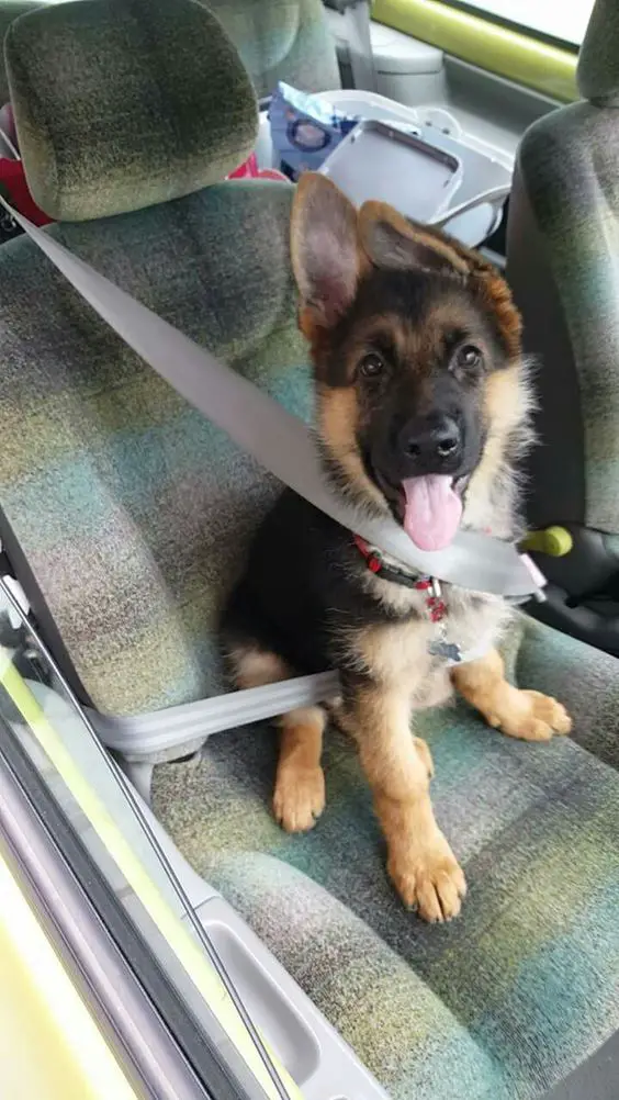 A German Shepherd puppy sitting in the passenger seat with a seat belt