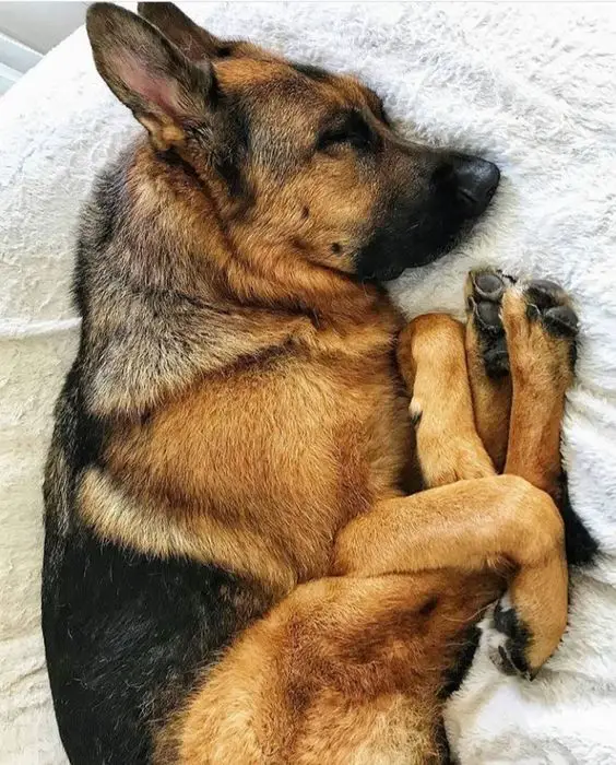 A German Shepherd sleeping on its bed with its front legs and back legs together