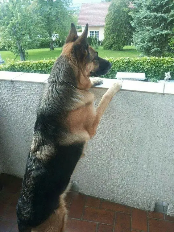 German Shepherd standing up against the concrete fence while looking outside