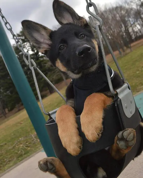 German Shepherd puppy in swing