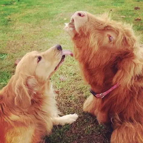 A Golden Retriever lying on the grass while licking the bull lying in front of him