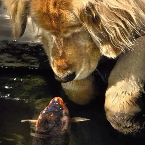 A Golden Retriever staring at the fish in the pond