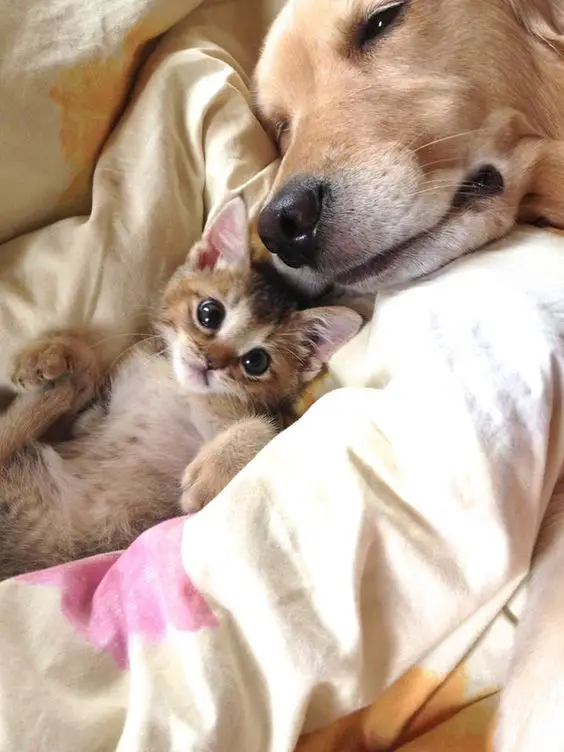 A Golden Retriever sleeping on the bed with a kitten