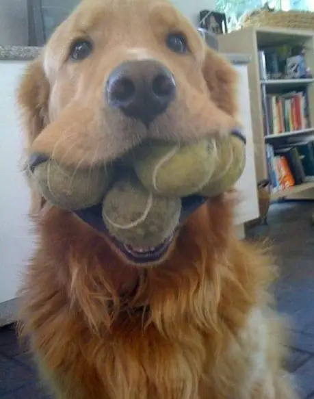 A Golden Retriever with a bunch of tennis ball in its mouth while sitting on the floor