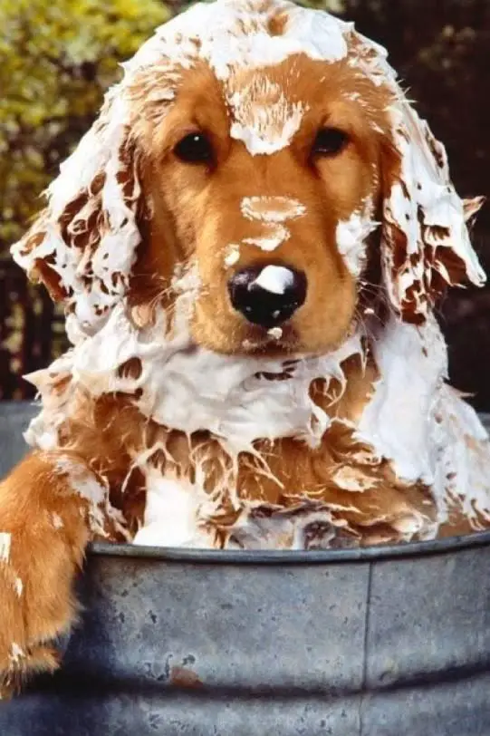 A Golden Retriever puppy inside a bucket with foams all over its head and body