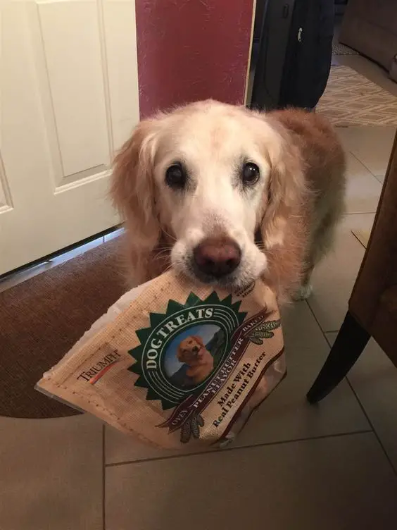 A Golden Retriever standing on the floor while carrying a bag of treat with its mouth
