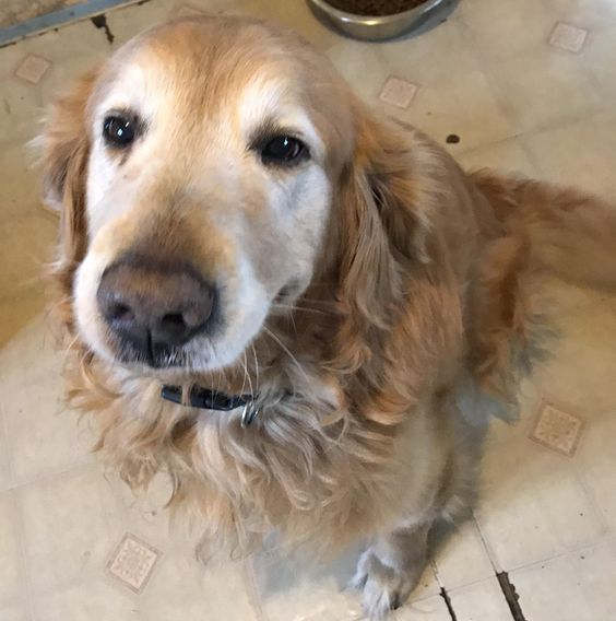 A Golden Retriever sitting on the floor with its begging face