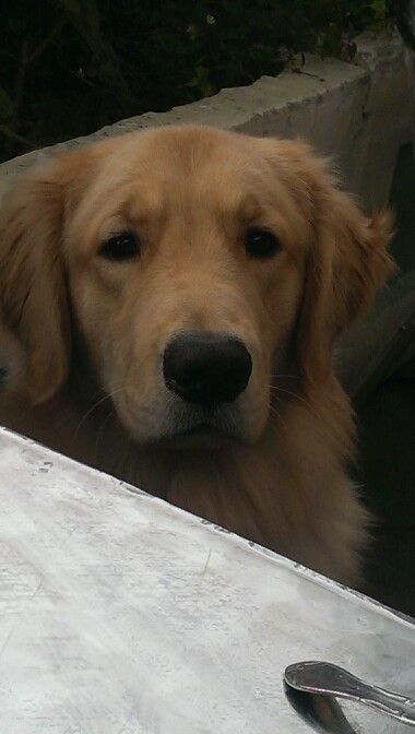 A Golden Retriever looking at something confusely