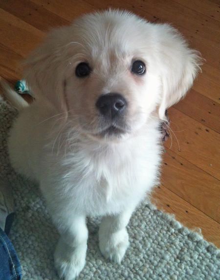 A Golden Retriever puppy sitting on the carpet