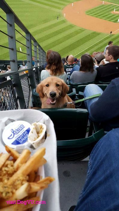 A Golden Retriever sitting in front of the person holding a tray of food at the baseball bench