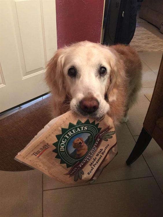 A Golden Retriever standing on the floor with a bag of treats in its mouth