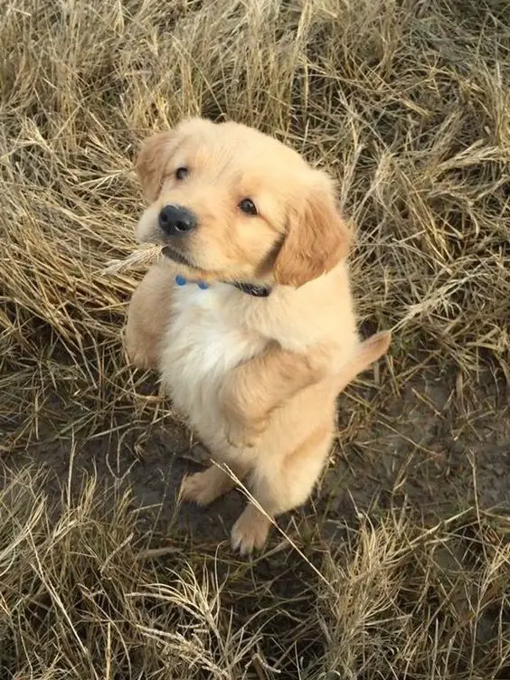 A Golden Retriever puppy standing on the grass with a grass in its mouth