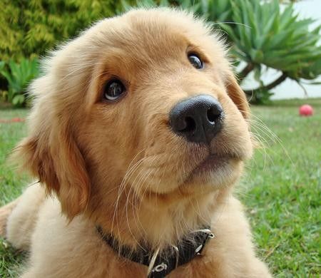 A Golden Retriever puppy lying on the grass with its begging eyes