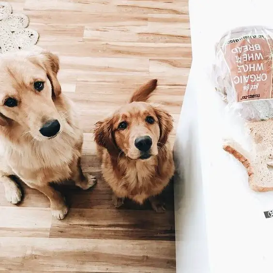two Golden Retrievers sitting on the floor with their begging faces