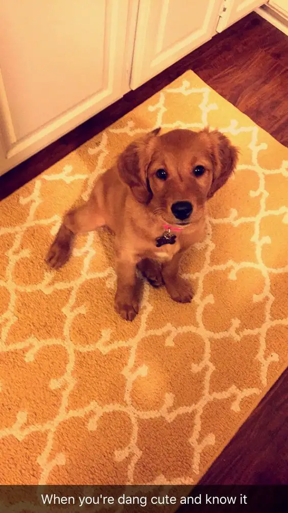 A Golden Retriever puppy sitting on the carpet in the kitchen while looking up with its begging eyes
