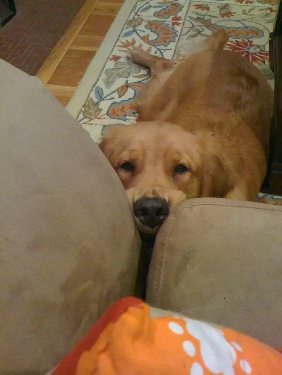 A Golden Retriever lying on the carper with it face on the couch