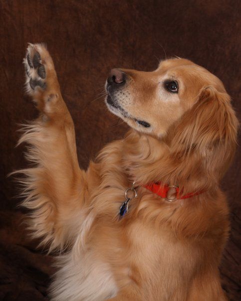 A Golden Retriever standing up and raising its paw