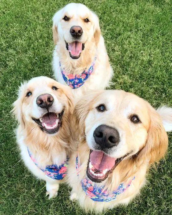 three Golden Retriever sitting on the grass while smiling