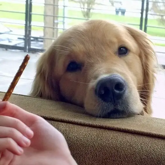 A Golden Retriever with its begging face on the arm of the chair behind the hand of a girl holding a snack