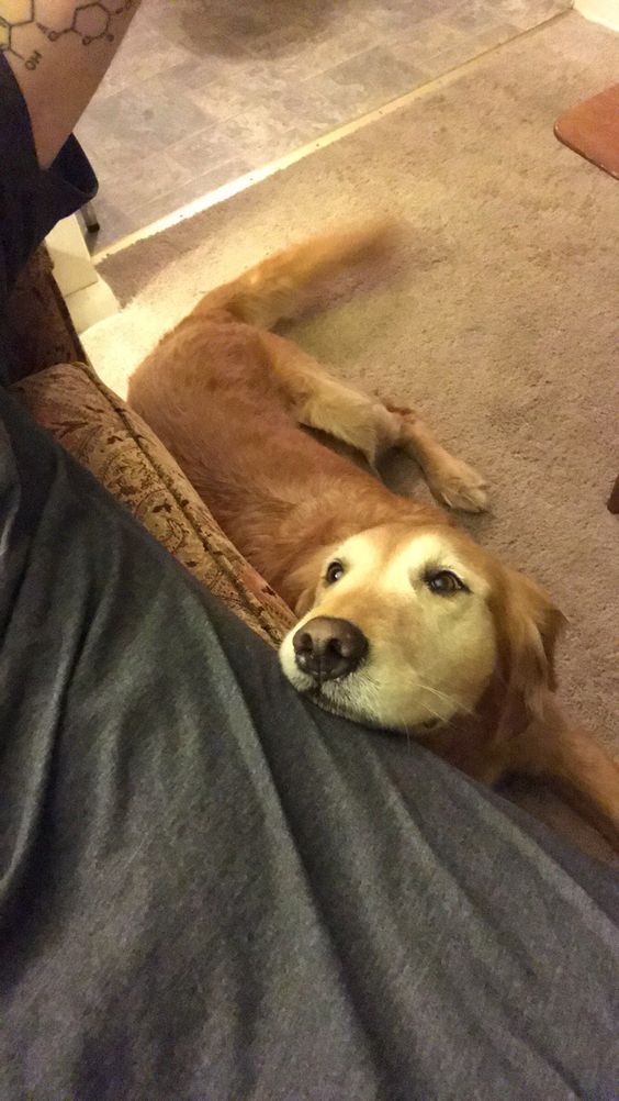 A Golden Retriever lying on the carpet next to the man lying on the couch