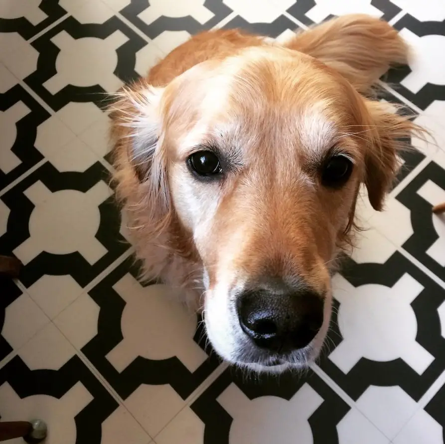 A Golden Retriever sitting on the floor with its begging face