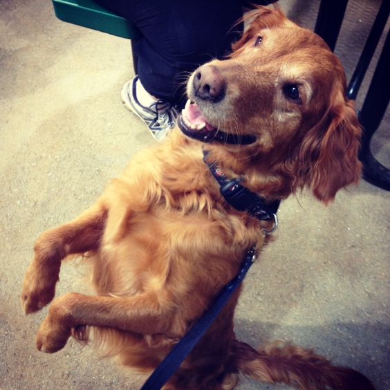 A Golden Retriever sitting pretty while smiling