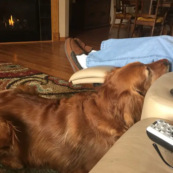 A Golden Retriever lying on the floor with its begging face on the side of the person sitting on the chair