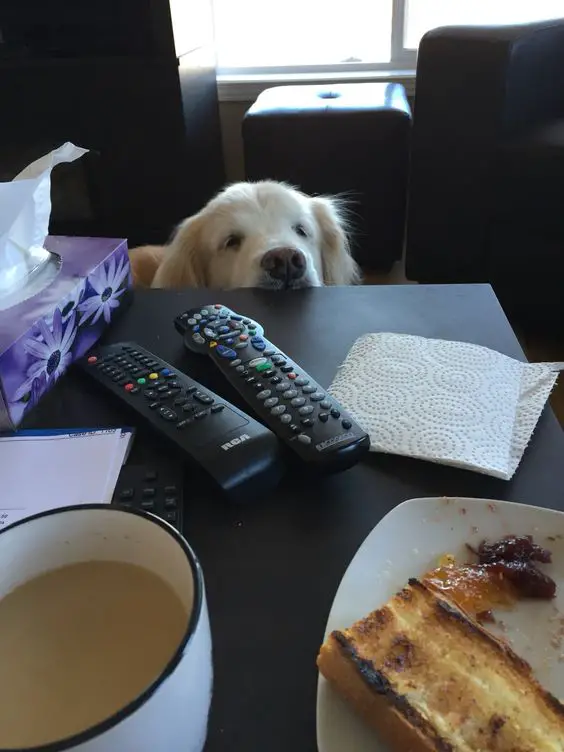 A Golden Retriever standing behind the table while staring at the food on top
