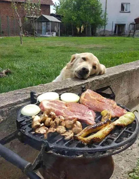 A Golden Retriever leaning behind the concrete fence while staring at the barbeque