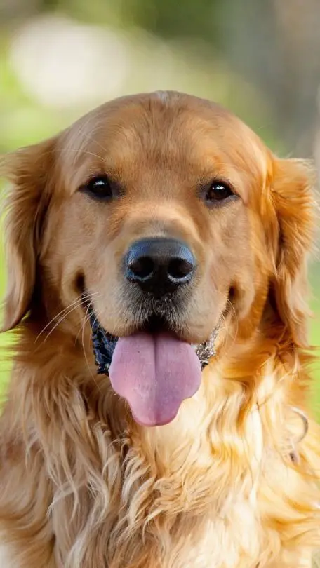 A smiling Golden Retriever with its tongue out