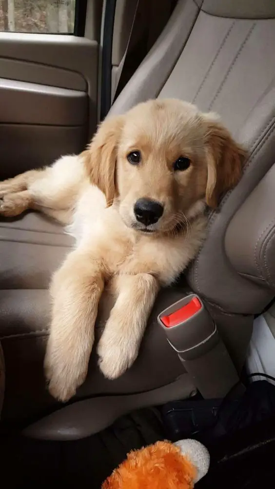 Golden Retriever puppy on the passenger seat