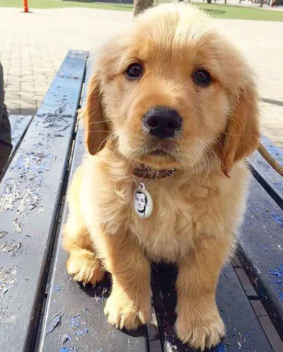 Golden Retriever puppy sitting on the bench