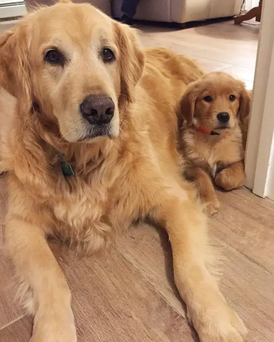 Golden Retriever adult and puppy lying on the floor