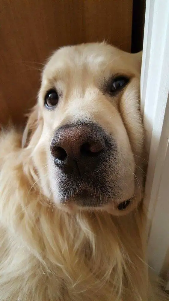 face of a Golden Retriever leaning to the side of the door