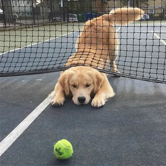 Golden Retriever behind the net trying to get the tennis ball