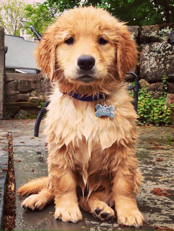 wet Golden Retriever puppy sitting on the ground