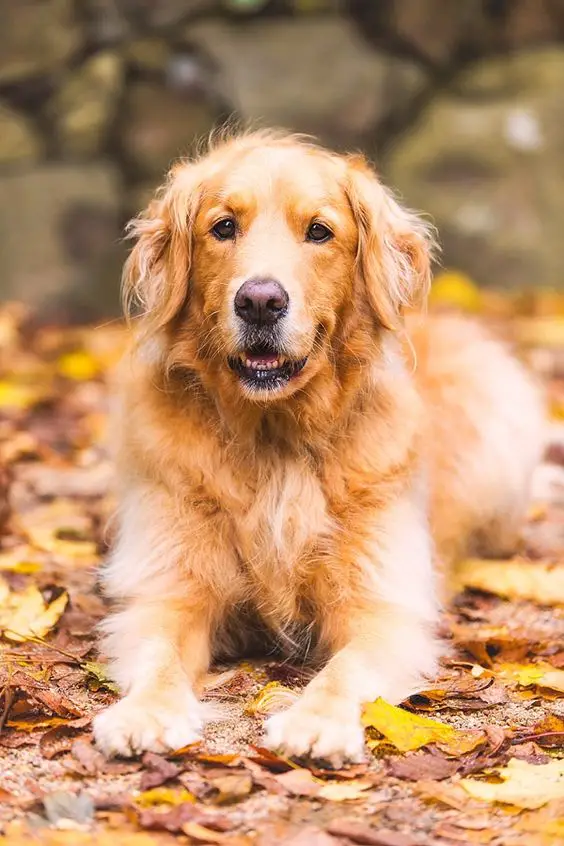 Golden Retriever lying on the dried leaves outdoors