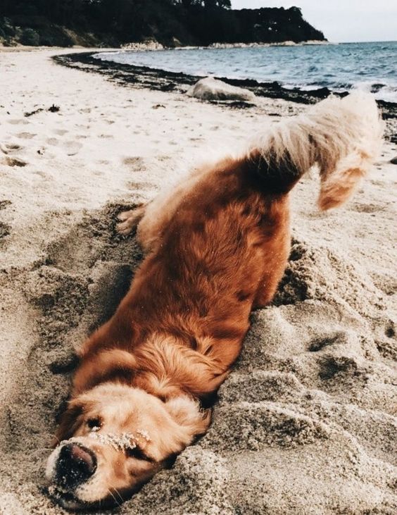 Golden Retriever digging sand by the seashore