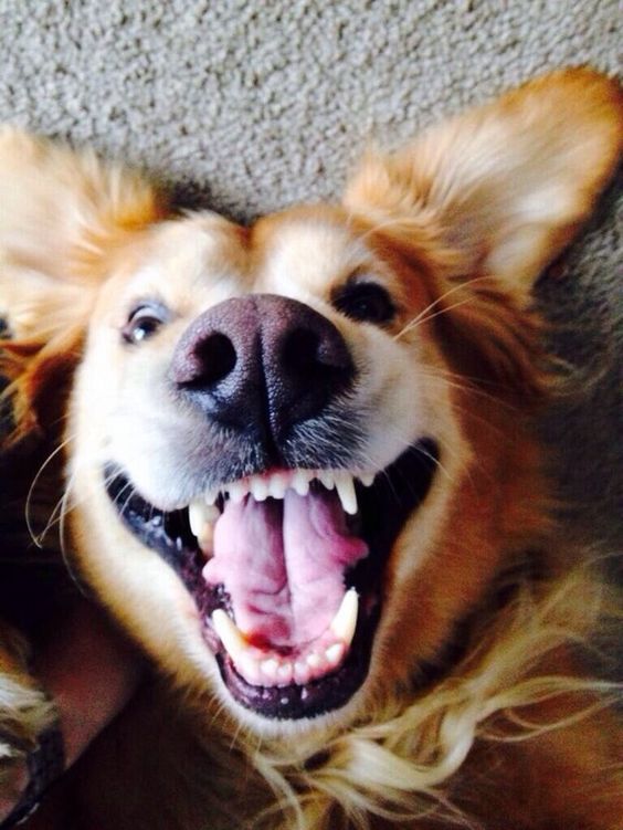 excited Golden Retriever