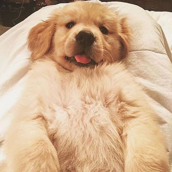 Golden Retriever puppy on the bed with its small tongue out