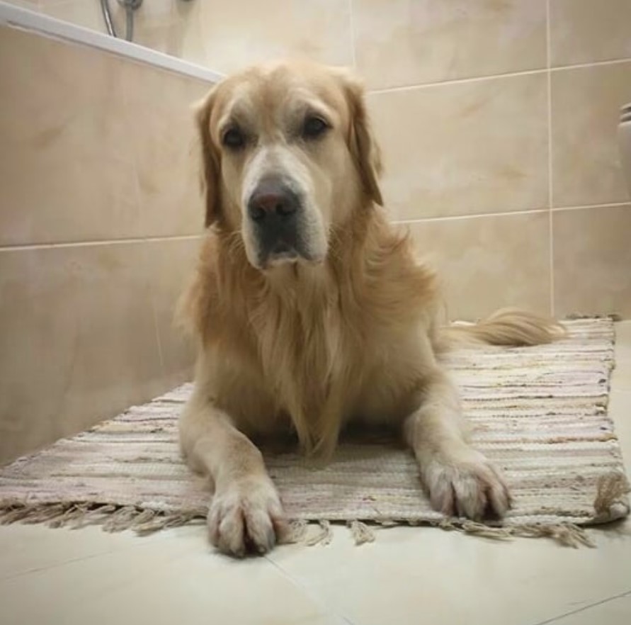 Golden Retriever lying on the carpet in the bathroom